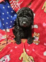 Skippy , a male Poodle - Standard  for sale in Logansport, LA – 3 of 3