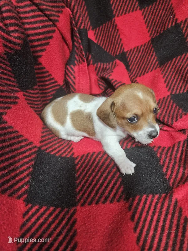 T Tiny  – Chiweenie puppy for sale in Logansport, LA