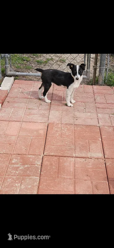 Gail – Australian Cattle Dog, Toy Australian Shepherd puppy for sale in Logansport, LA