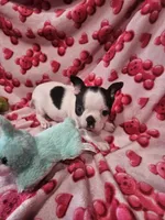 Jackie, a female Boston Terrier for sale in Logansport, LA – Photo 1 of 6