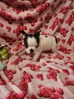 Jackie, a female Boston Terrier for sale in Logansport, LA – Photo 2 of 6