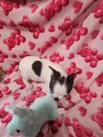 Jackie, a female Boston Terrier for sale in Logansport, LA – Photo 5 of 6