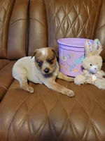 Reba, a female Australian Cattle Dog for sale in Logansport, LA – 3 of 3