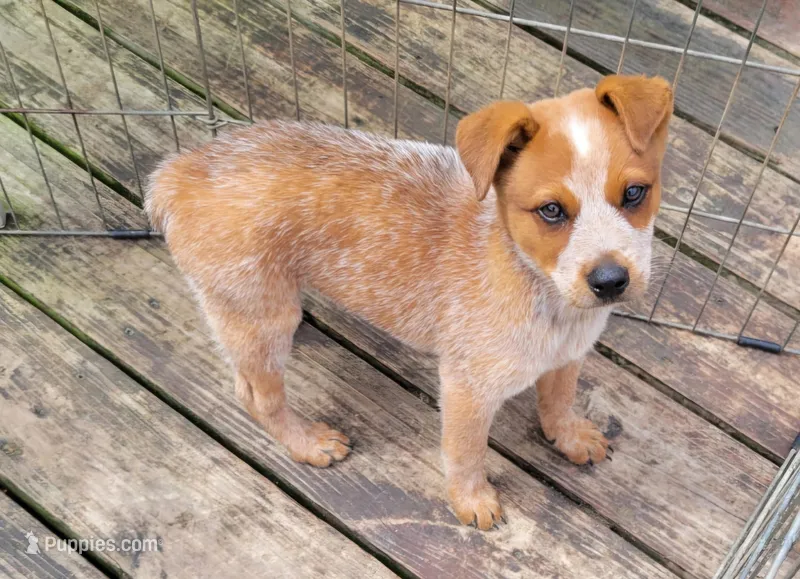 Reba, a female Australian Cattle Dog for sale in Logansport, LA – 1 of 3