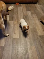 Reba, a female Australian Cattle Dog for sale in Logansport, LA – 2 of 3