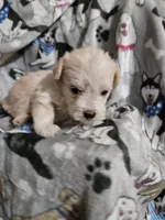 Sugar, a female Miniature Schnauzer for sale in Logansport, LA – Photo 1 of 2