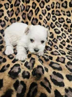 Sugar, a female Miniature Schnauzer for sale in Logansport, LA – 9 of 10