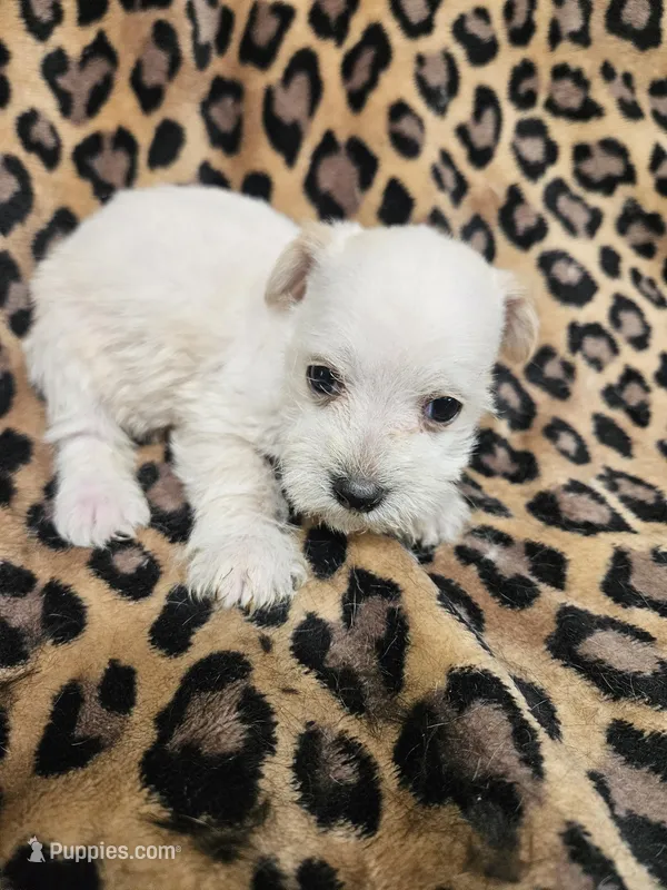 Sugar – Miniature Schnauzer puppy for sale in Logansport, LA