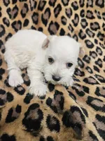 Sugar, a female Miniature Schnauzer for sale in Logansport, LA – 7 of 10