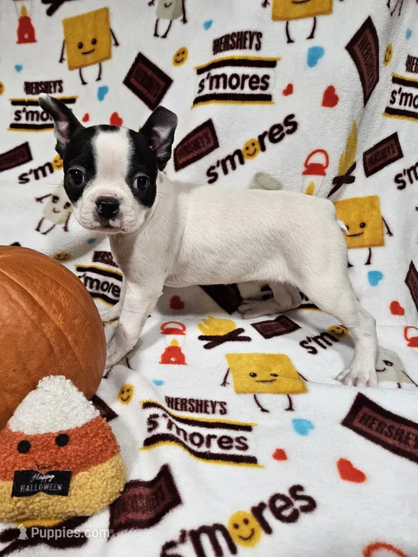 Jazzy – Boston Terrier puppy for sale in Logansport, LA
