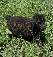 Shadow, a male Poodle - Standard  for sale in Logansport, LA – 2 of 5