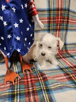 Snuggles, a male Miniature Schnauzer for sale in Logansport, LA – 7 of 9