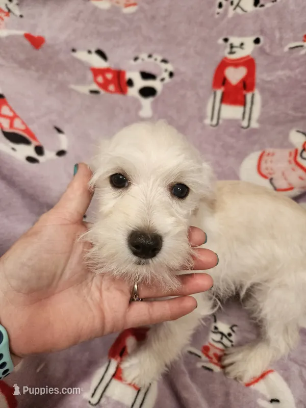 Sugar – Miniature Schnauzer puppy for sale in Logansport, LA