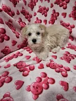 Polar, a male Miniature Schnauzer for sale in Logansport, LA – 5 of 10