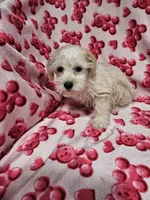 Polar, a male Miniature Schnauzer for sale in Logansport, LA – 4 of 10