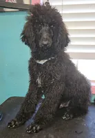 Shadow, a male Poodle - Standard  for sale in Logansport, LA – 9 of 9