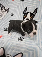 Levi, a male Boston Terrier for sale in Logansport, LA – 3 of 7