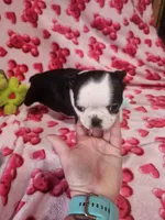 Jan, a female Boston Terrier for sale in Logansport, LA – Photo 2 of 4