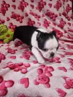 Jan, a female Boston Terrier for sale in Logansport, LA – Photo 4 of 4