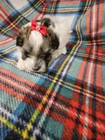 Prissy, a female Maltipoo for sale in Logansport, LA – 6 of 7