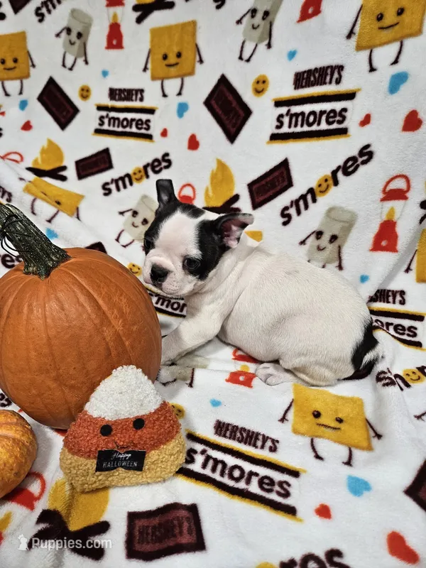 Snoop – Boston Terrier puppy for sale in Logansport, LA