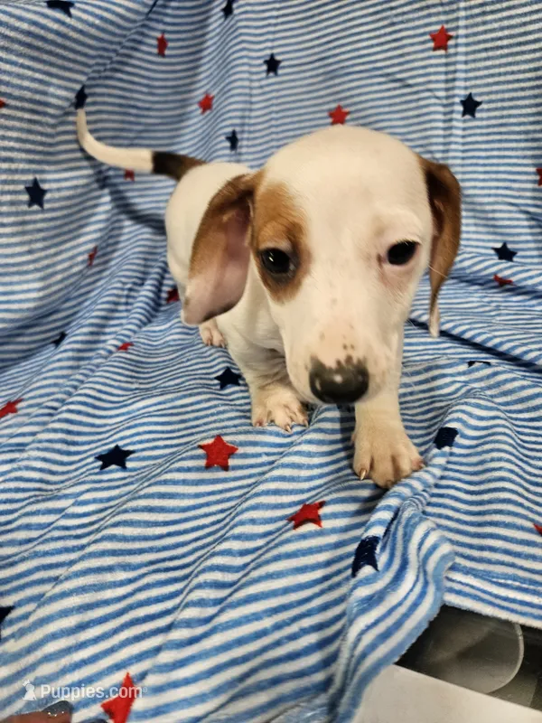 Charlie  – Chiweenie puppy for sale in Logansport, LA