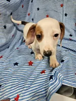 Charlie , a male Miniature Dachshund and Chiweenie for sale in Logansport, LA – 2 of 8
