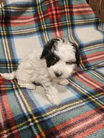 Panda, a male Maltipoo for sale in Logansport, LA – 3 of 3
