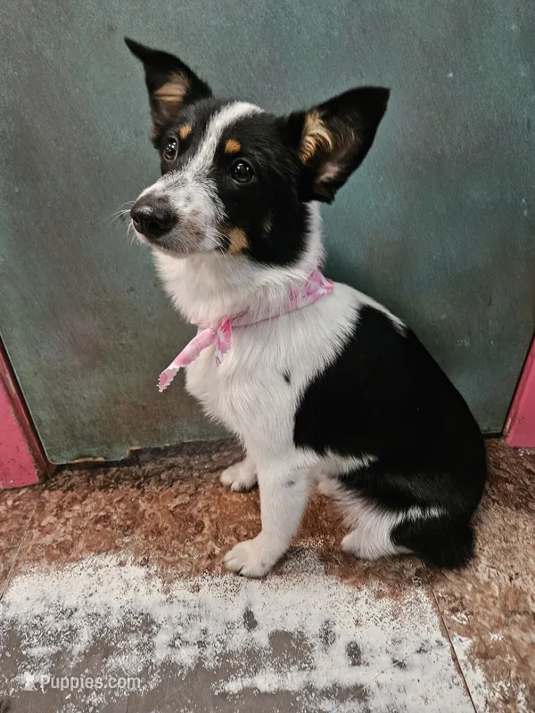Gail – Australian Cattle Dog, Toy Australian Shepherd puppy for sale in Logansport, LA