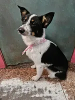 Gail, a female Australian Cattle Dog and Toy Australian Shepherd for sale in Logansport, LA – 6 of 10