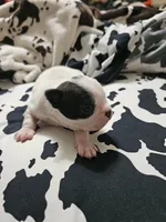 Snoop, a male Boston Terrier for sale in Logansport, LA – 3 of 6
