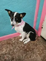 Gail, a female Australian Cattle Dog and Toy Australian Shepherd for sale in Logansport, LA – 4 of 10