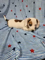 Charlie , a male Miniature Dachshund and Chiweenie for sale in Logansport, LA – 4 of 8