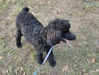 Shadow, a male Poodle - Standard  for sale in Logansport, LA – 6 of 9