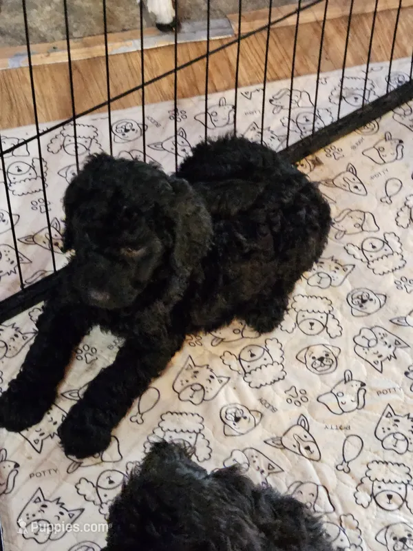 Skippy , a male Poodle - Standard  for sale in Logansport, LA – 1 of 3