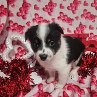 Gail, a female Australian Cattle Dog and Toy Australian Shepherd for sale in Logansport, LA – Photo 5 of 9