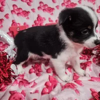 Gail, a female Australian Cattle Dog and Toy Australian Shepherd for sale in Logansport, LA – Photo 4 of 9