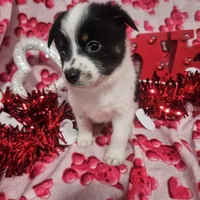 Gail, a female Australian Cattle Dog and Toy Australian Shepherd for sale in Logansport, LA – Photo 8 of 9