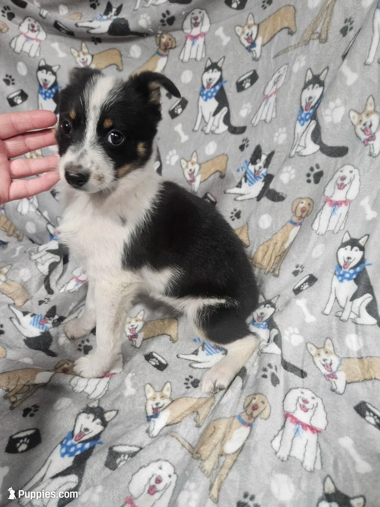 Gail, a female Australian Cattle Dog and Toy Australian Shepherd for sale in Logansport, LA – 9 of 10