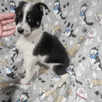 Gail, a female Australian Cattle Dog and Toy Australian Shepherd for sale in Logansport, LA – Photo 1 of 9