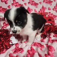 Gail, a female Australian Cattle Dog and Toy Australian Shepherd for sale in Logansport, LA – Photo 3 of 9