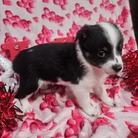 Gail, a female Australian Cattle Dog and Toy Australian Shepherd for sale in Logansport, LA – Photo 6 of 9