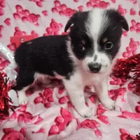Gail, a female Australian Cattle Dog and Toy Australian Shepherd for sale in Logansport, LA – Photo 2 of 9
