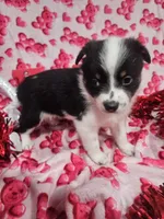 processed/afe30f9b-3f31-410f-9228-03a4ab69f6db/listing/a90c0c63-87ed-4ec9-8b7b-22739db02745/cd0175d1-541f-44b1-93a3-b80d6617410b