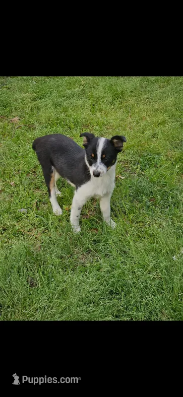 Gail – Australian Cattle Dog, Toy Australian Shepherd puppy for sale in Logansport, LA