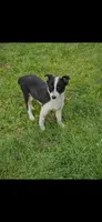 Gail, a female Australian Cattle Dog and Toy Australian Shepherd for sale in Logansport, LA – 7 of 10