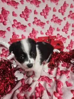 processed/afe30f9b-3f31-410f-9228-03a4ab69f6db/listing/a90c0c63-87ed-4ec9-8b7b-22739db02745/e7e68430-7211-4280-a81c-e086c8ac84b6