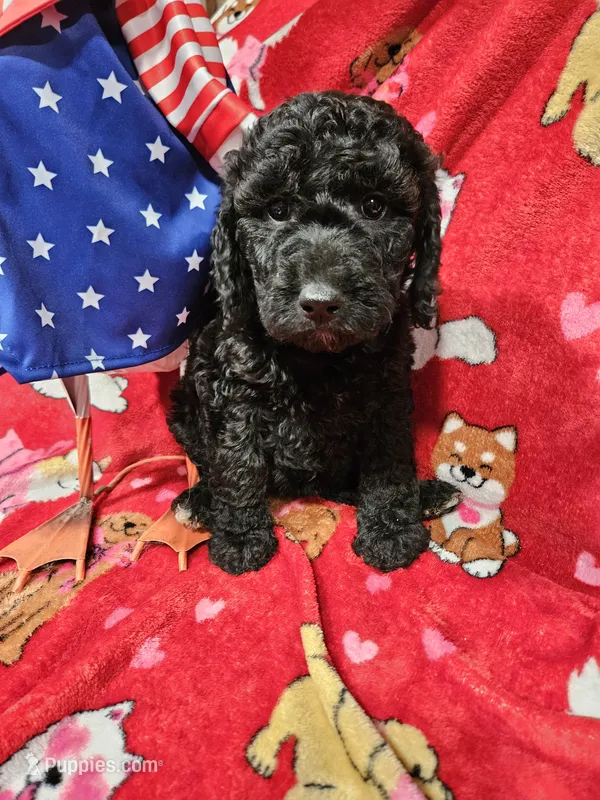 Pepper – Poodle - Standard  puppy for sale in Logansport, LA