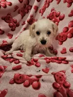 Sugar, a female Miniature Schnauzer for sale in Logansport, LA – 10 of 10
