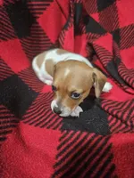 T Tiny , a male Chiweenie for sale in Logansport, LA – 3 of 7
